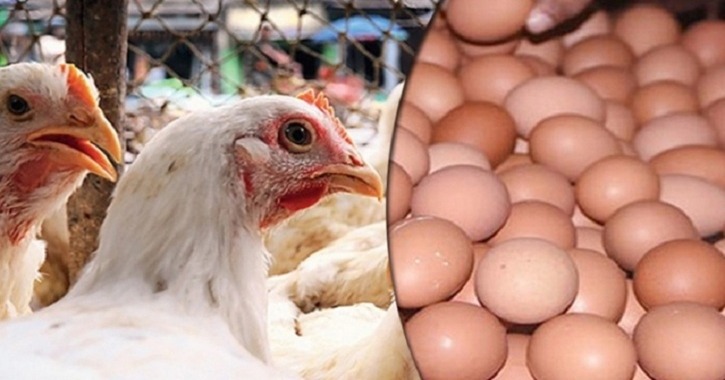 বাংলাদেশসহ ৪০ দেশের ডিম ও মুরগিতে সৌদি আরবের নিষেধাজ্ঞা