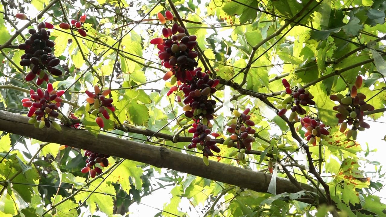 নীলফামারীতে আঙুর চাষে সফল উদ্যোক্তা মামুন