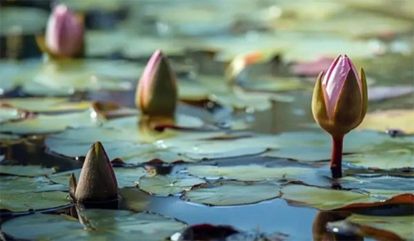 শাপলা নয় ইসির প্রতীক তালিকায় যুক্ত হলো ‘শাপলা কলি’