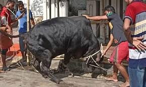 ঈদের দ্বিতীয় দিনেও চলছে কুরবানি