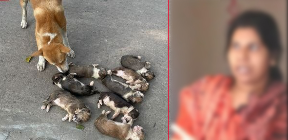 পাবনায় পানিতে চুবিয়ে ৮ কুকুরছানা হত্যা, গ্রেপ্তার ১