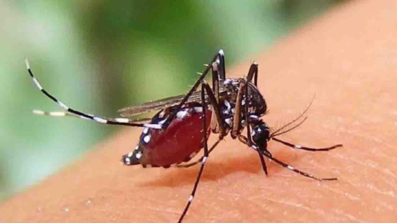 সারাদেশে ডেঙ্গুতে একদিনে ৫ জনের মৃত্যু