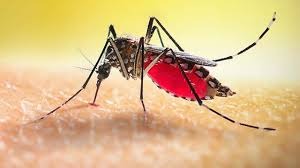 একদিনে ডেঙ্গুতে আরো ১০ জনের মৃত্যু